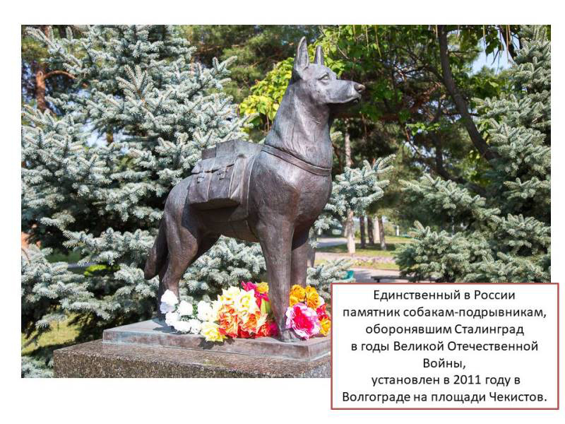 Какой собаке поставили памятник. Памятники собакам с описанием. Памятник собаке в волгограде на площади чекистов. Памятник бродячей собаке гаврюше в санкт петербурге с автором. Монумент собакам-подрывникам, волгоград.